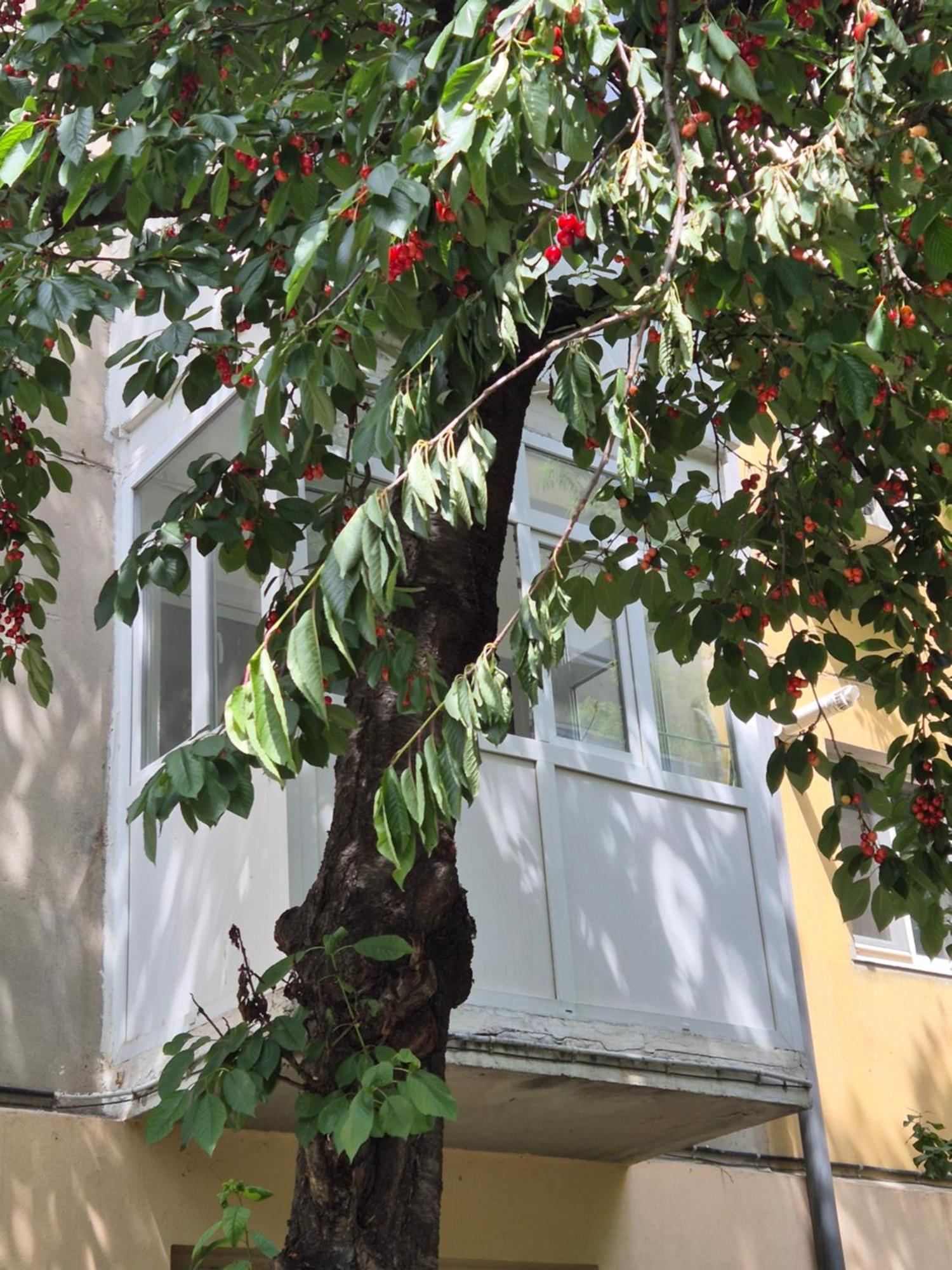 Rovine Apartment Craiova